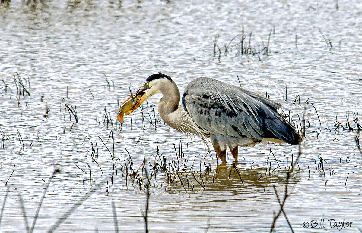 Great Blue Heron