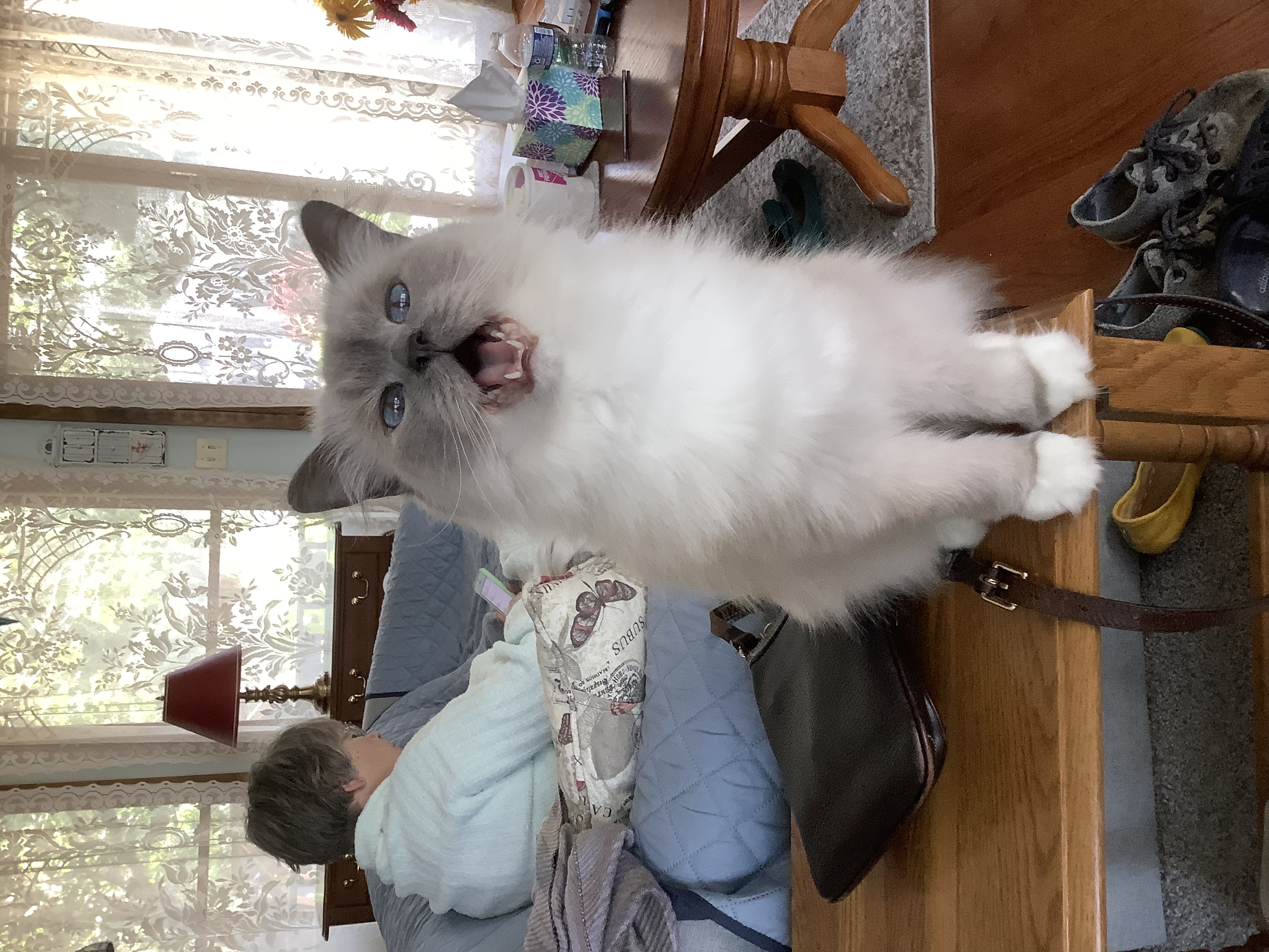 Gimme a Treat
