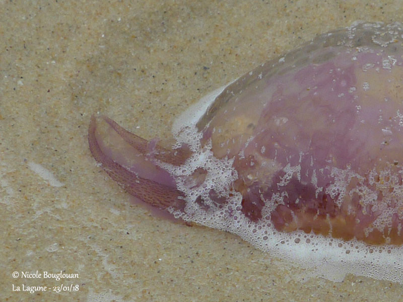 442- Jellyfish detail
