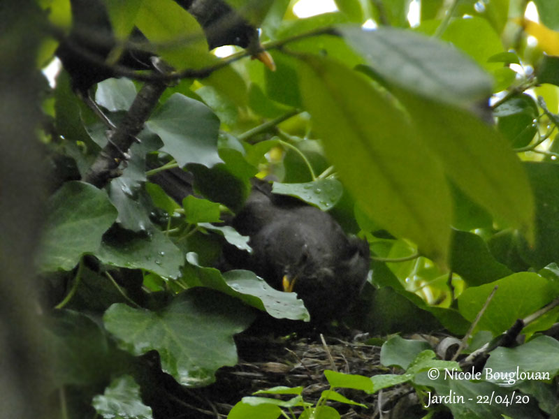 3161-Female feeding the chicks