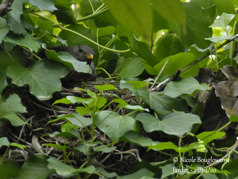 3244-female-at-nest