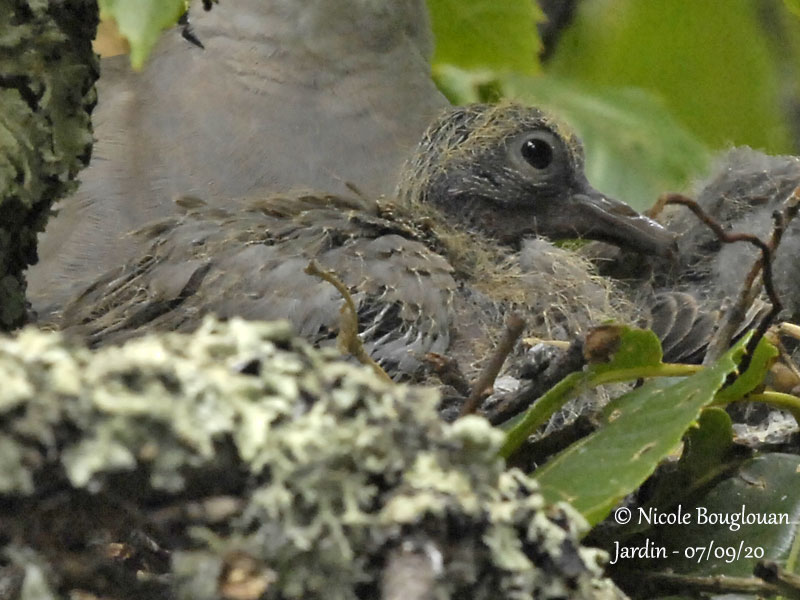 3803-EURASIAN COLLARED DOVE CHICK