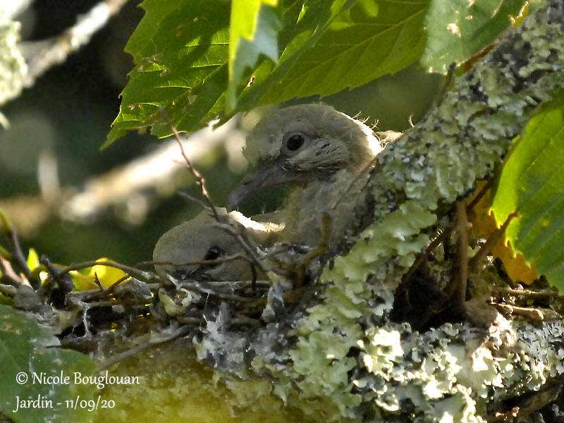 4059-CHICKS AT NEST