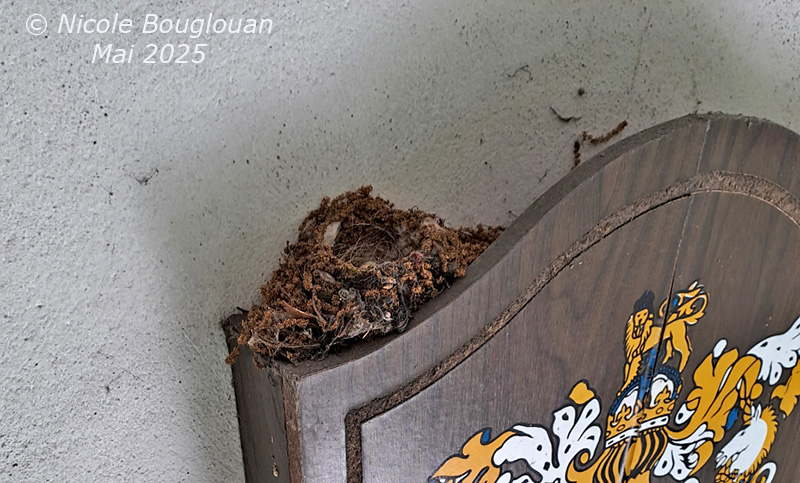 Spotted Flycatcher nest