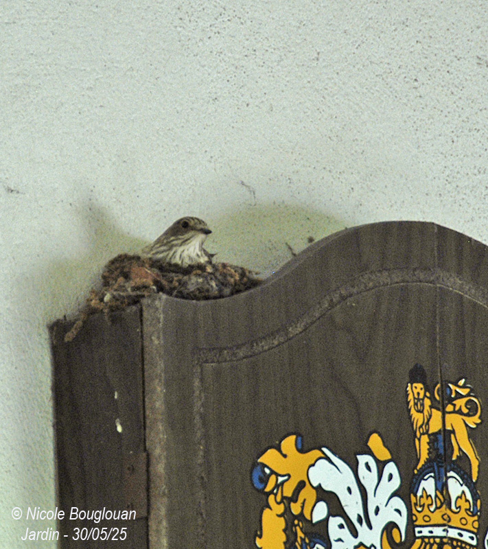 Spotted Flycatcher nesting at home, under our front porch.