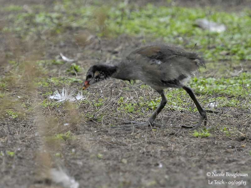 COMMON MOORHEN chick