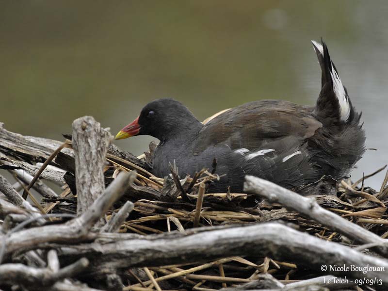 COMMON MOORHEN at nest