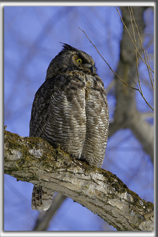GRAND-DUC DAMRIQUE    /   GREAT HORNED OWL   _HP_9548_