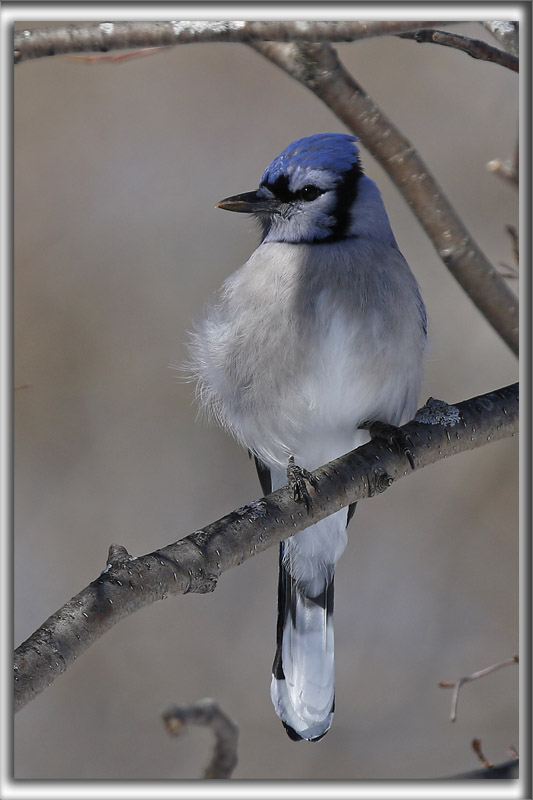 GEAI BLEU  /  BLUE JAY      _HP_9588_