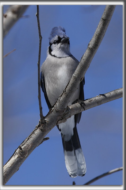 GEAI BLEU  /  BLUE JAY      _HP_9591