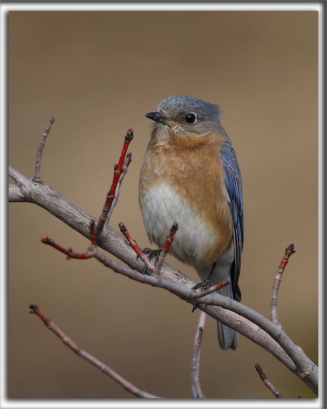 MERLE BLEU DE LEST, femelle  /   EASTERN BLUEBIRD   _HP_1769