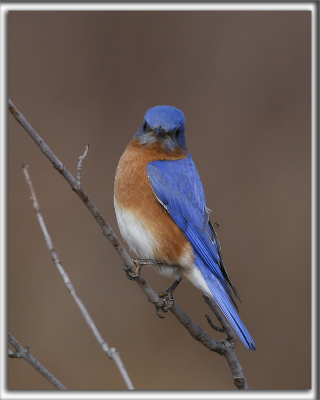 MERLE BLEU DE LEST, mle   /   EASTERN BLUEBIRD   _HP_1816