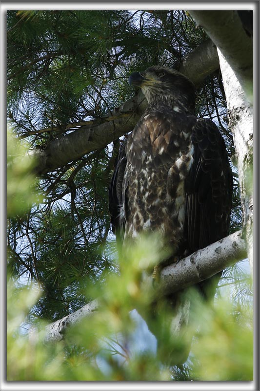   PYGARGUE  TTE BLANCHE, juvnile /   BALD EAGLE,  immature     _HP_2673_a