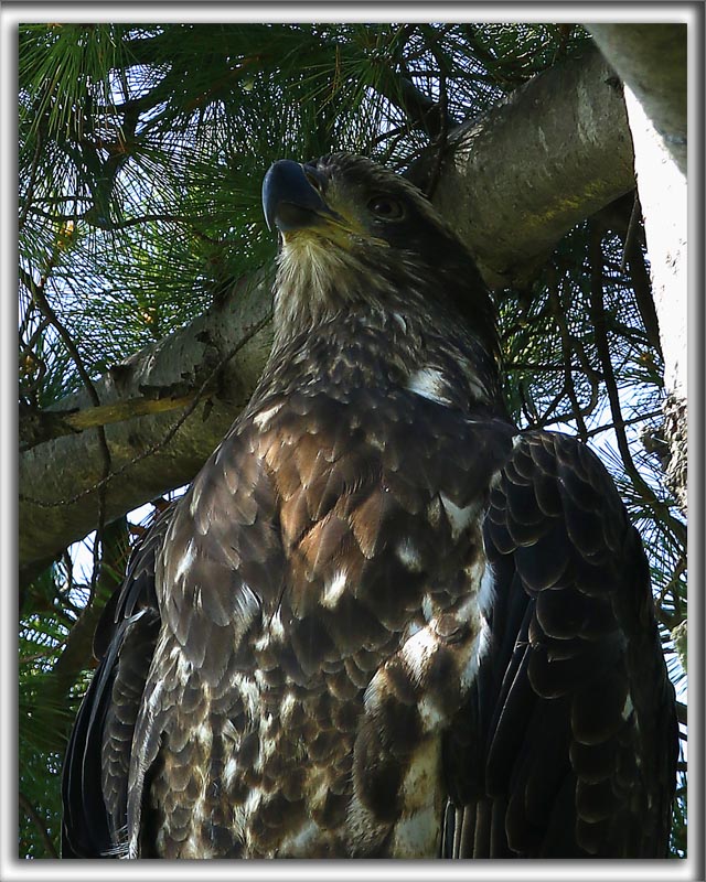 PYGARGUE  TTE BLANCHE, juvnile /   BALD EAGLE,  immature       _HP_2681_a