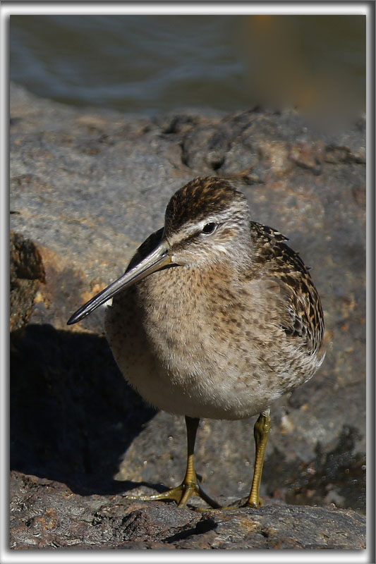 BCASSIN ROUX   /   SHORT-BILLED DOWITCHER    _HP_4071_a