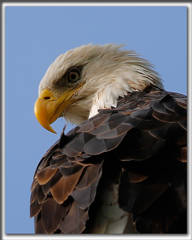 PYGARGUE  TTE BLANCHE  /   BALD EAGLE     _HP_2945_b