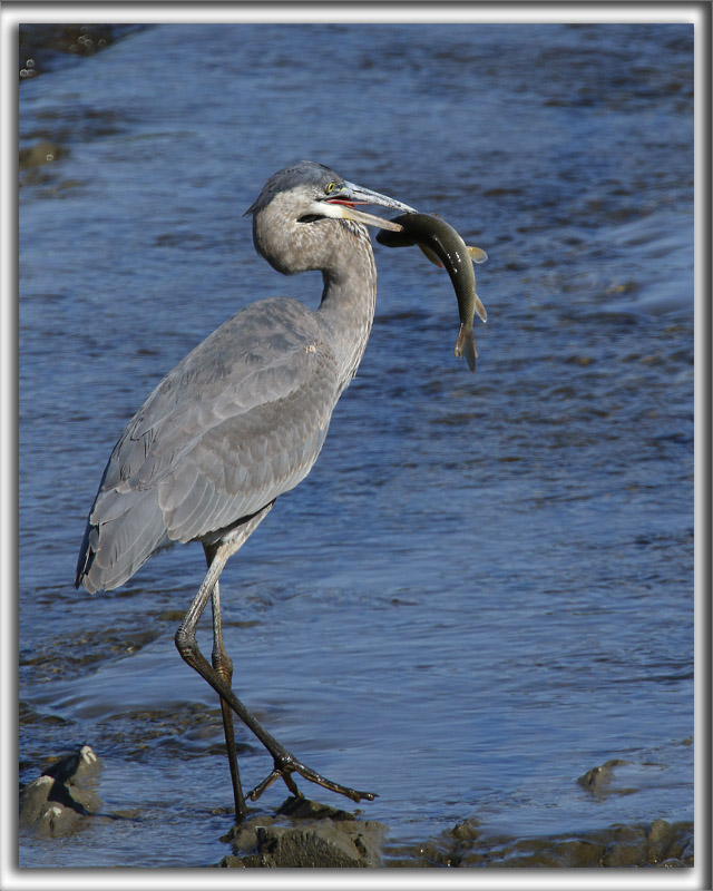 GRAND HRON BLEU  -   GREAT BLUE HERON     _HP_6017_a
