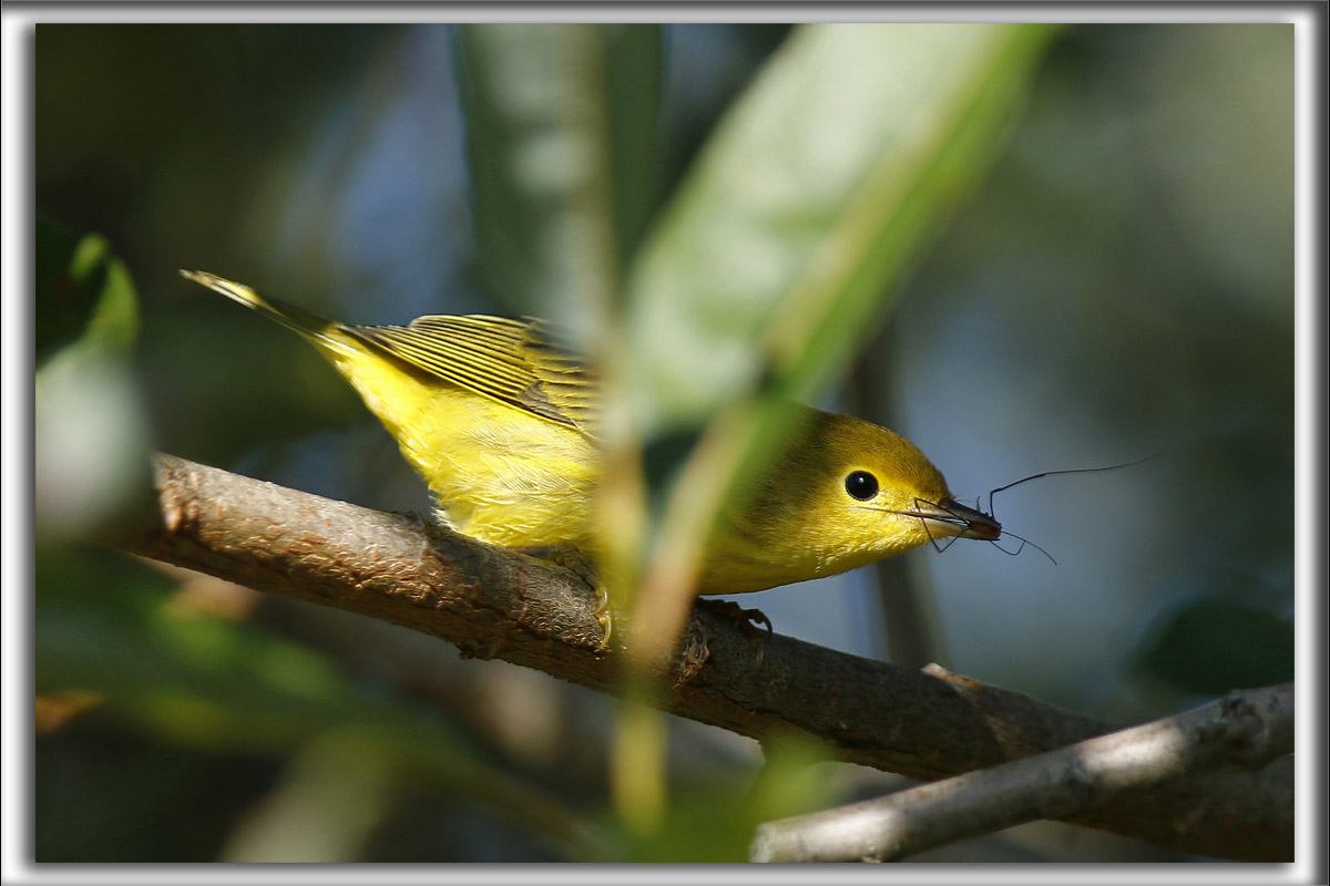 PARULINE JAUNE / YELLOW WARBLER -  Time to lunch   _HP_4491_a_a