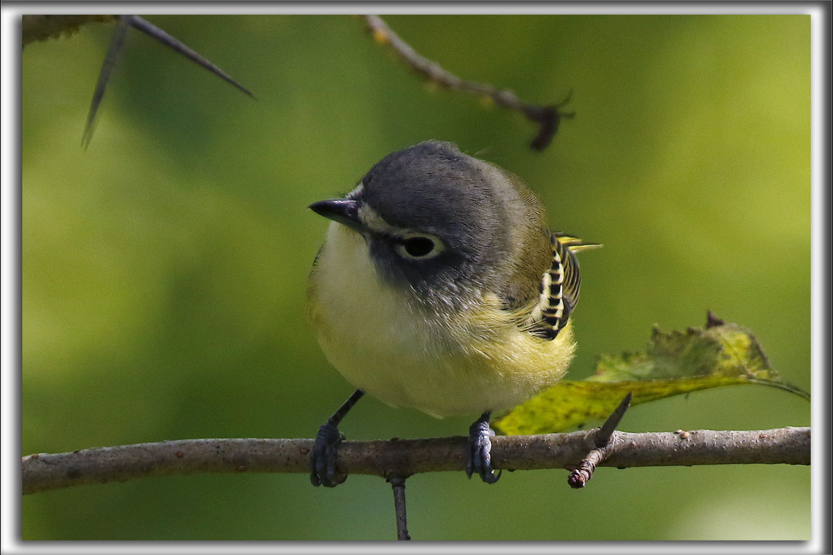 VIRO  TTE BLEUE    /    SOLITARY VIREO    _HP_7107_a_a