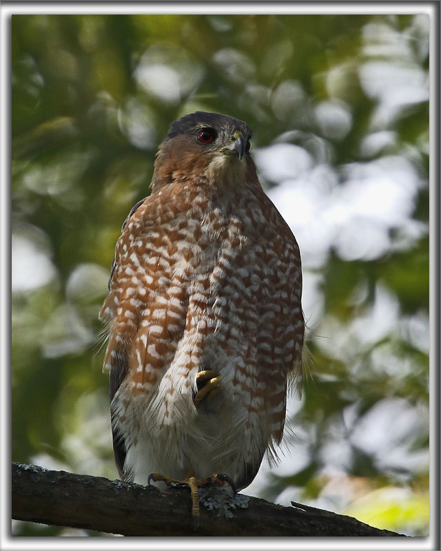  PERVIER DE COOPER, mle   /   COOPERS HAWK, male    _HP_7075_a_ab