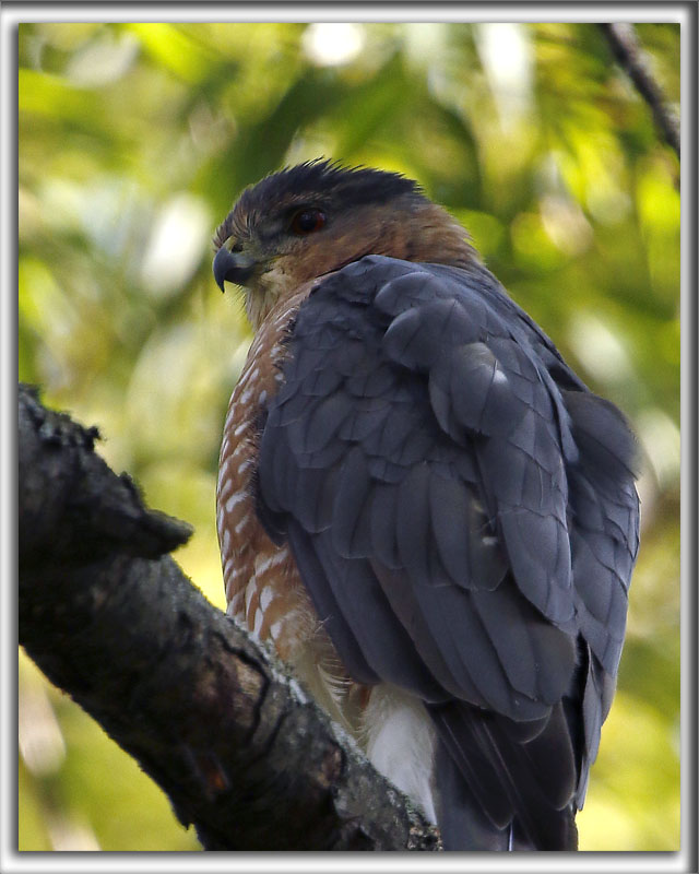 PERVIER DE COOPER, mle   /   COOPERS HAWK, male    _HP_7084_a_a