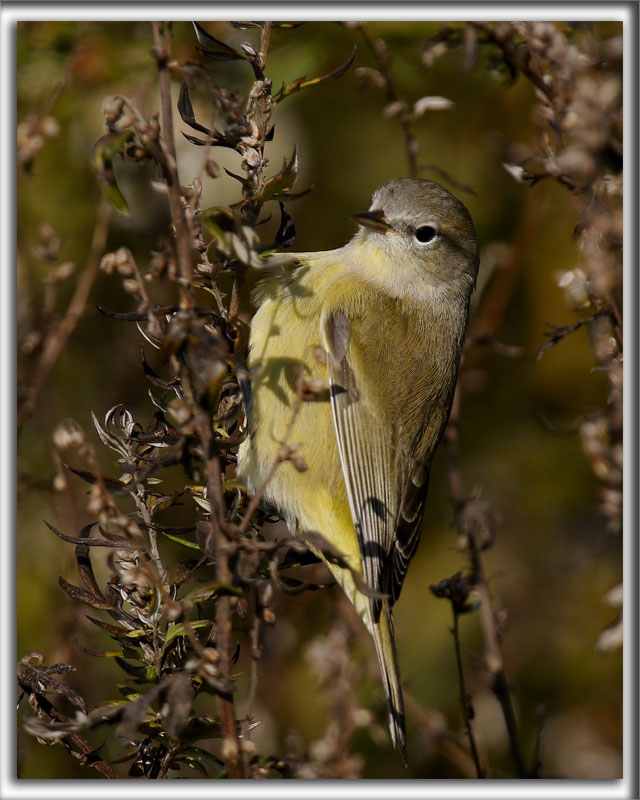 PARULINE VERDTRE, automne    /   ORANGE-CROWNED WARBLER, autumn     _HP_6790_a_a