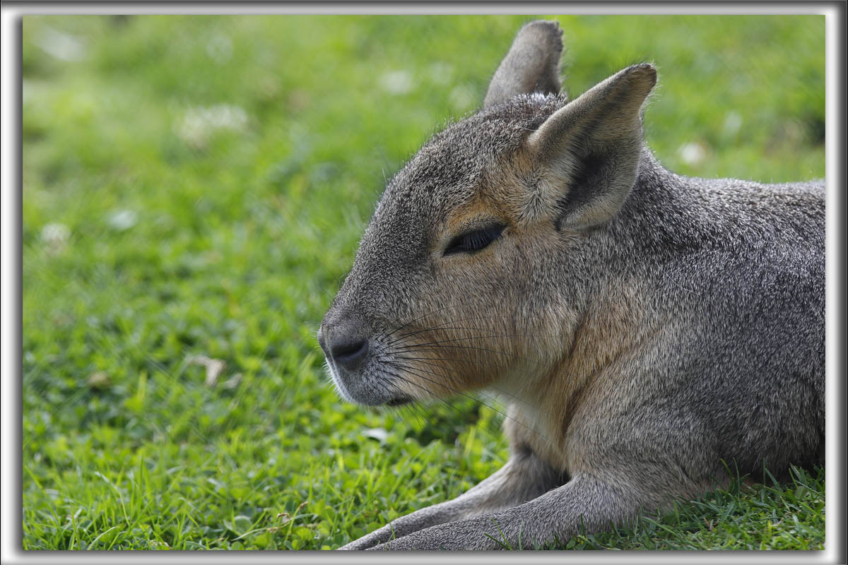 Un CAPYBARAS    _HP_2323_a