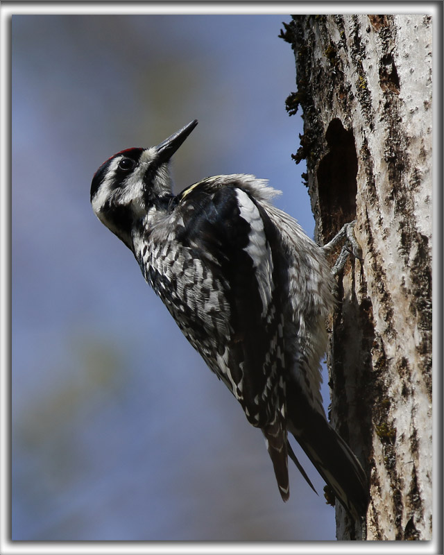 PIC MACUL, femelle    /    YELLOW-BELLIED SAPSUCKER, female     _HP_3376_a