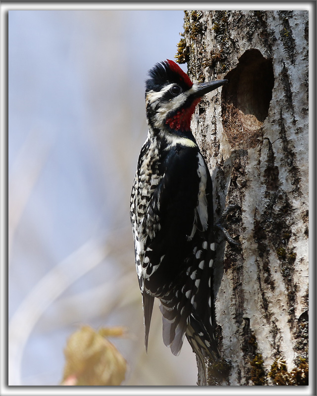 PIC MACUL, mle   /   YELLOW-BELLIED SAPSUCKER, male      _HP_3392_a