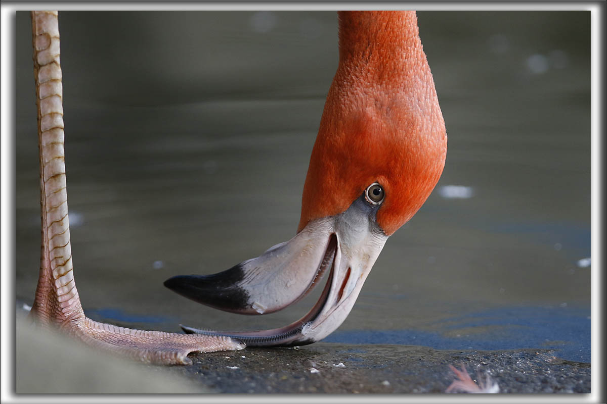 LE FLAMANT ROSE     _HP_2517_a