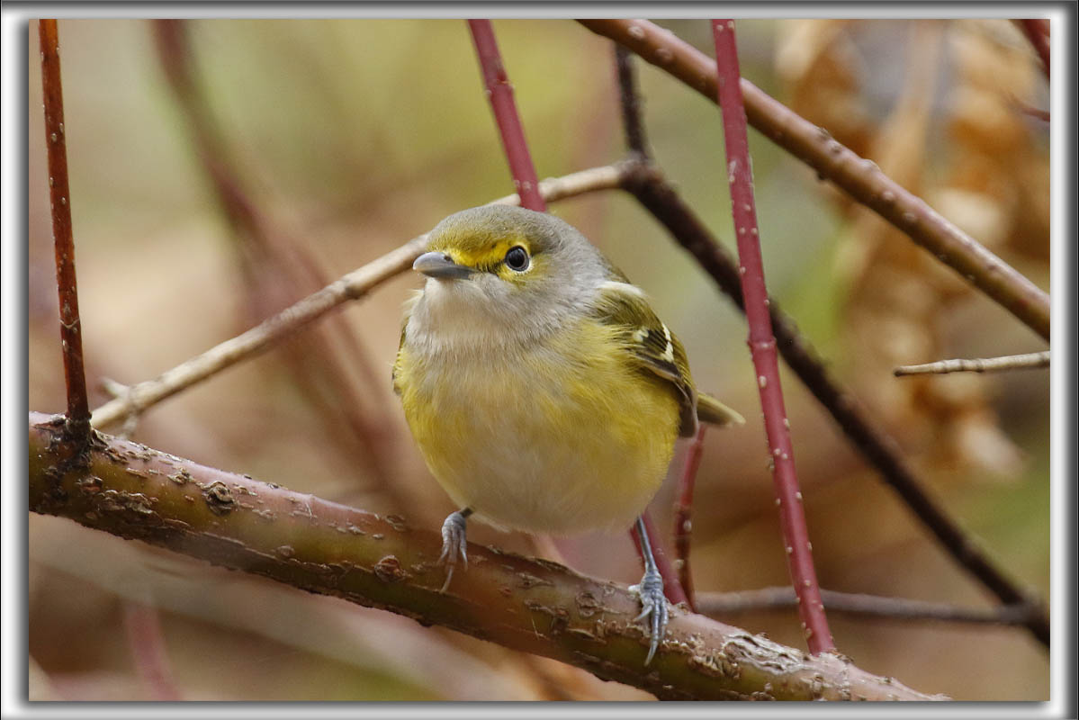 VIRO AUX YEUX BLANCS,  juvenile en automne   /   WHITE EYED VIREO    _HP_9788_a