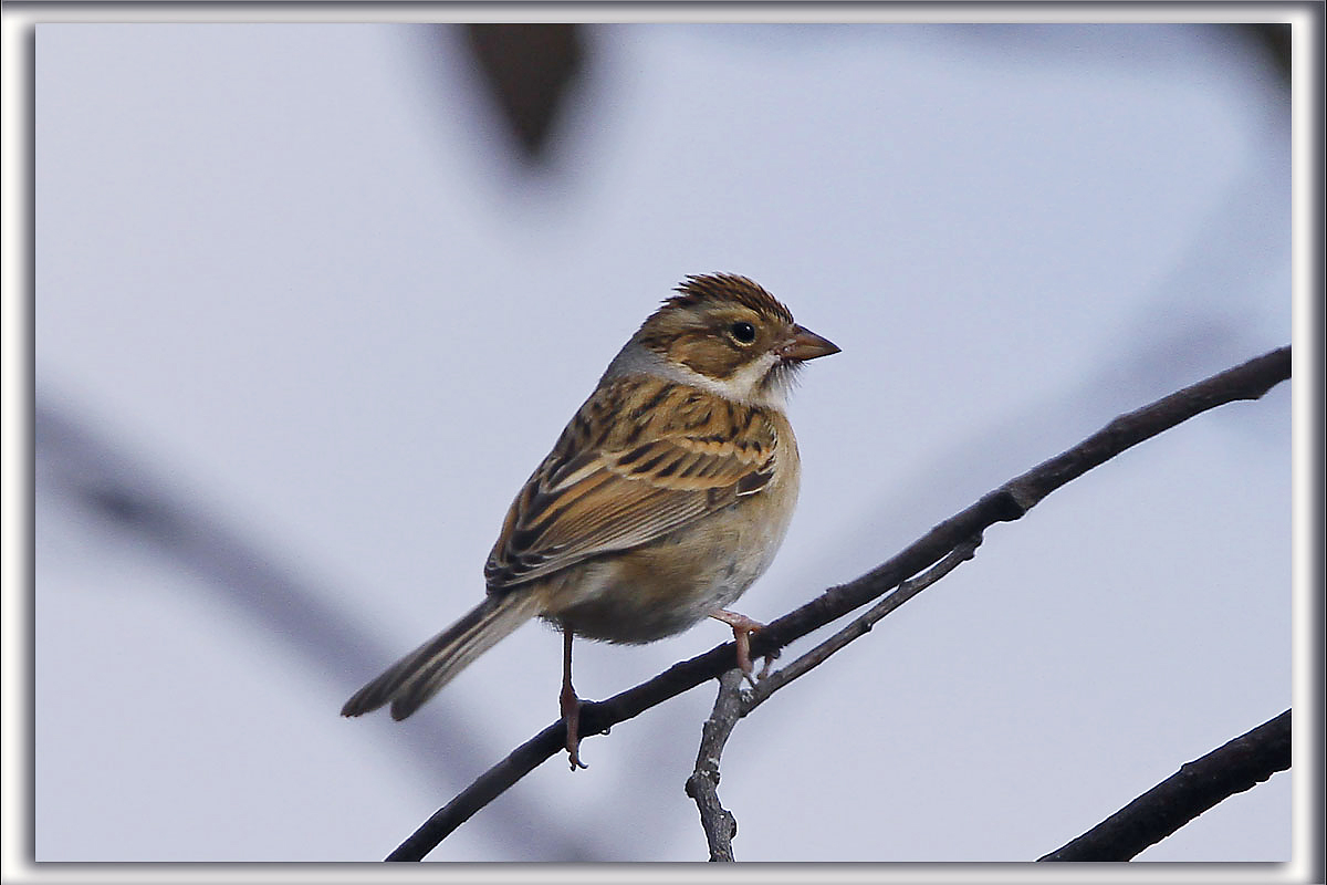 BRUANT DES PLAINES  /  CLAY-COLORED SPARROW_MG_0612