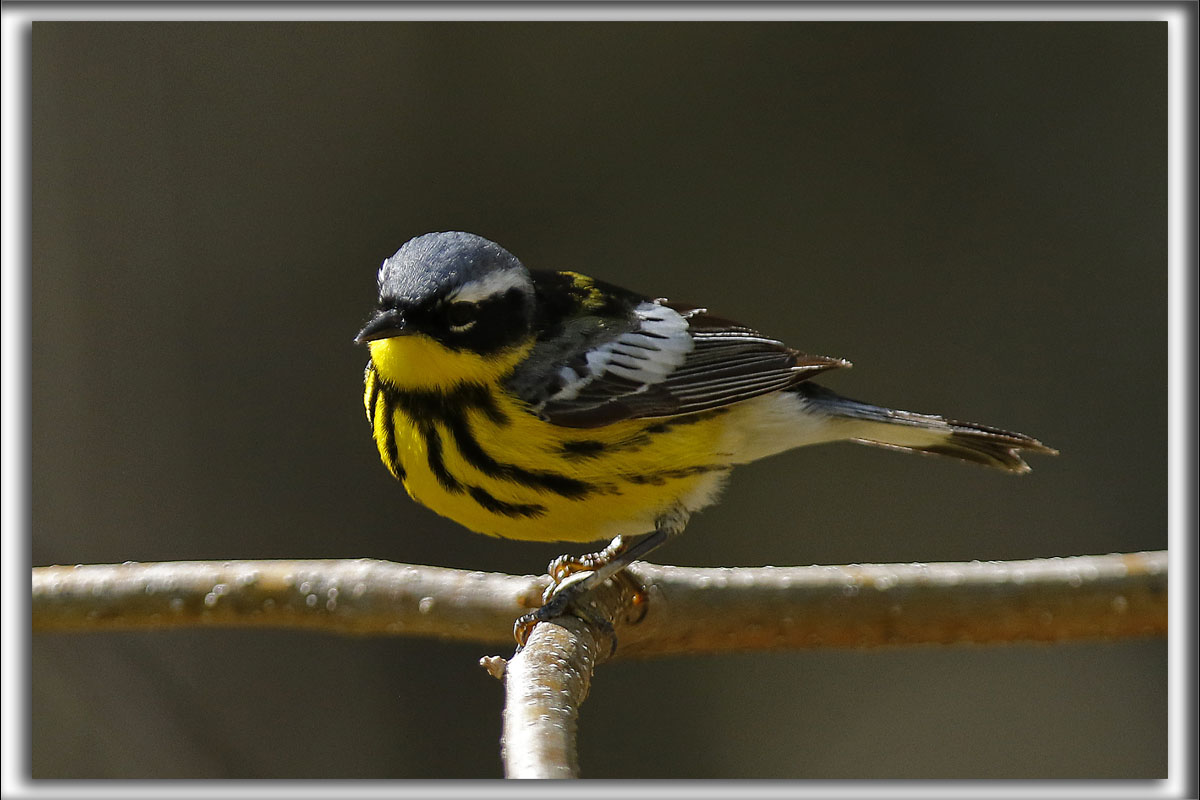 PARULINE  TTE CENDRE / MAGNOLIA WARBLER   _HP_3734