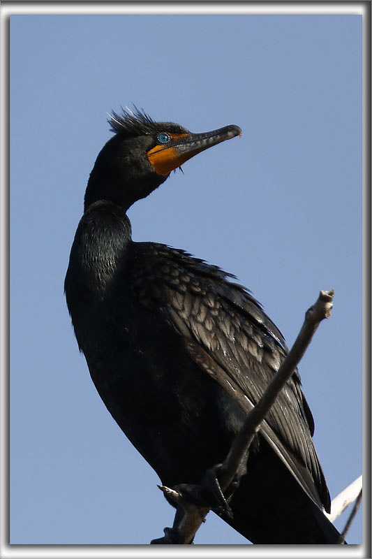 CORMORAN  AIGRETTES   /   DOUBLE-CRESTED CORMORANT    _HP_8886
