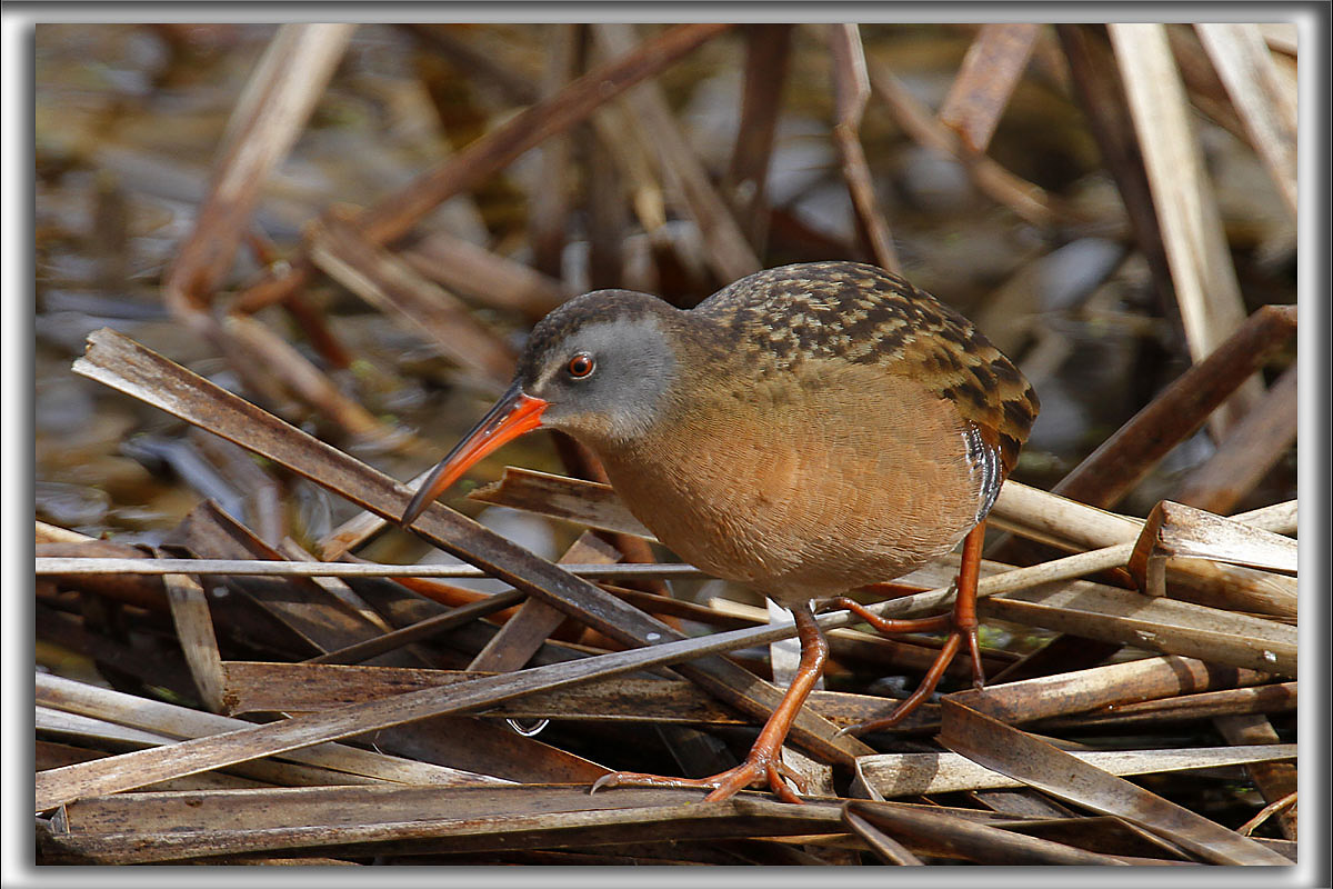 RLE DE VIRGINIE  /  VIRGINIA RAIL    _MG_1818