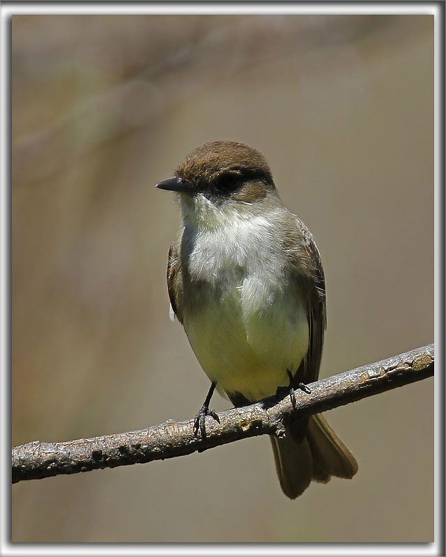 MOUCHEROLLE PHBI   /   EASTERN PHOEBE    _MG_9718
