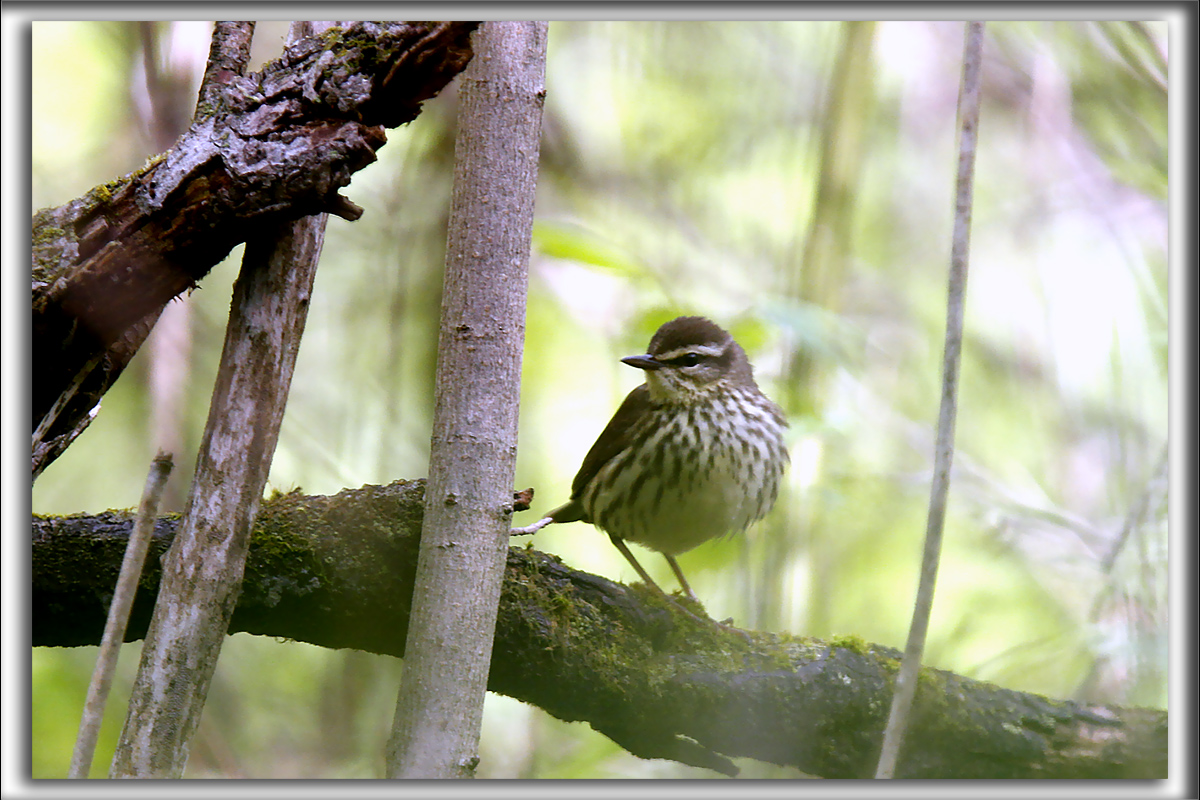 PARULINE HOCHEQUEUE   /   LOUISIANA WATHERTHRUSH    _MG_0456