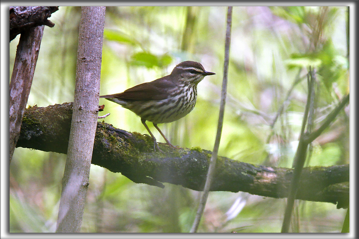 PARULINE HOCHEQUEUE   /   LOUISIANA WATHERTHRUSH    _MG_0462