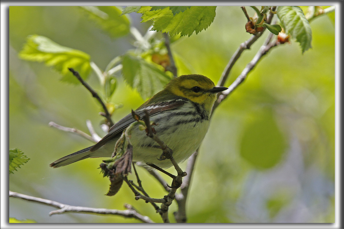 PARULINE  GORGE NOIRE, jeune   /   BLACK-THROATED GREEN WARBLER, immature     _MG_0563