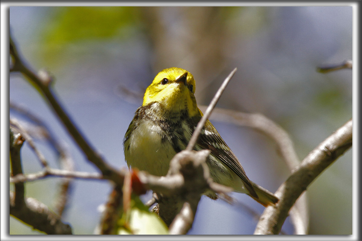 PARULINE  GORGE NOIRE, jeune   /   BLACK-THROATED GREEN WARBLER, juvenil     _MG_0618