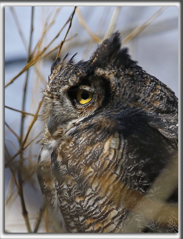  GRAND-DUC DAMRIQUE    /   GREAT HORNED OWL    _HP_2414