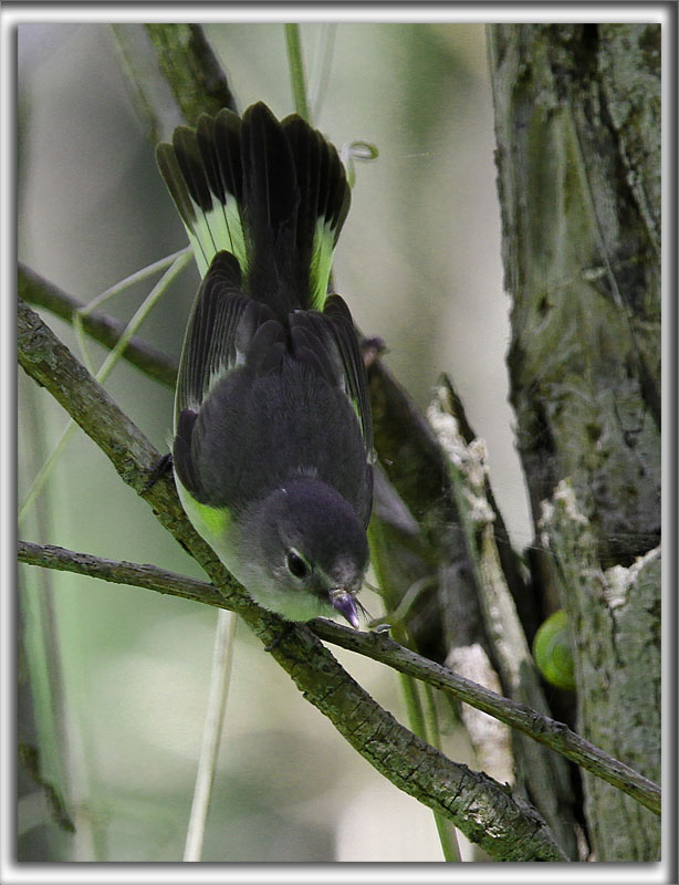 PARULINE FLAMBOYANTE, femelle    /    AMERICAN RESTART, female     _MG_0828