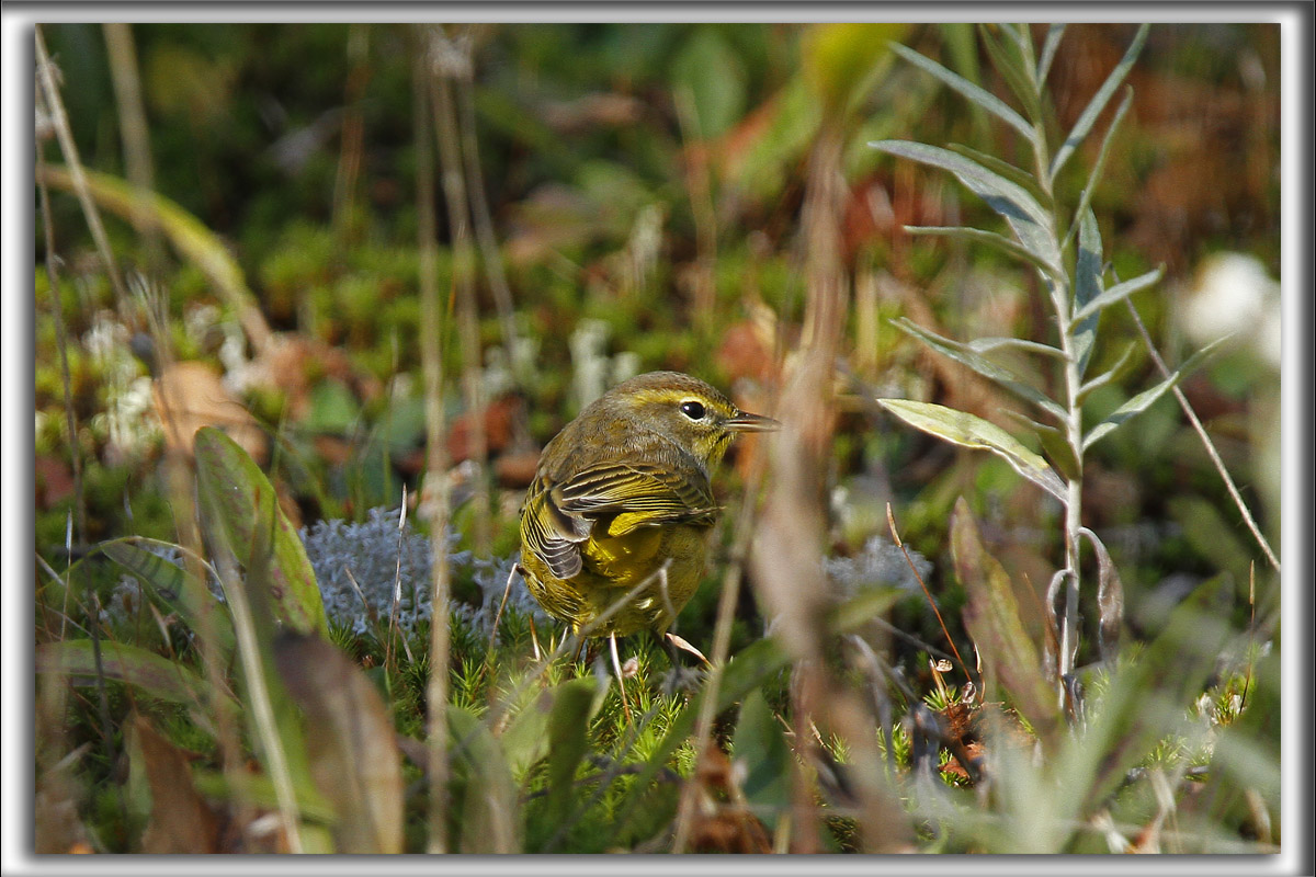 PARULINE  COURONNE ROUSSE  /  PALM WARBLER    _MG_9629