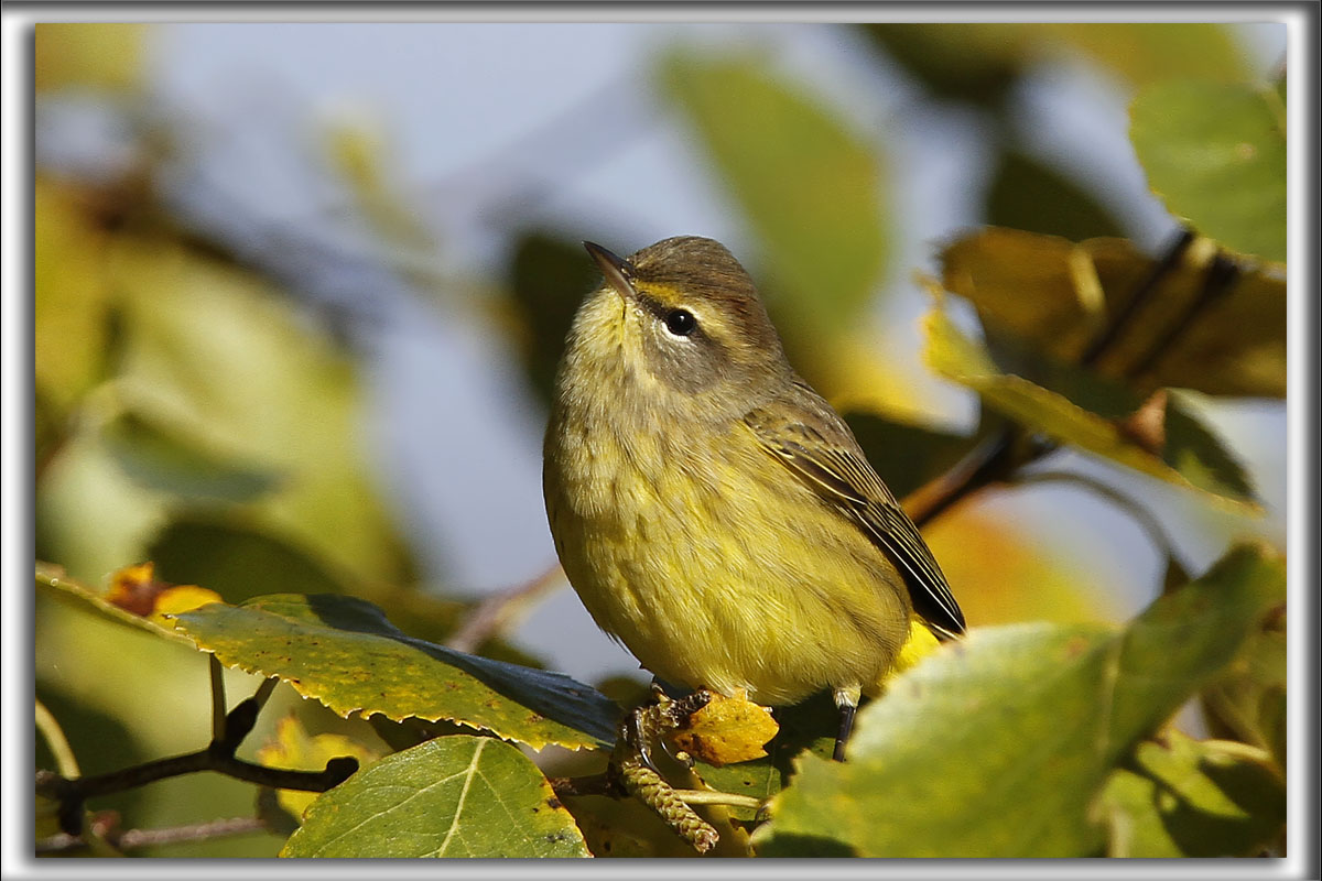PARULINE  COURONNE ROUSSE  /  PALM WARBLER    _MG_4695bb