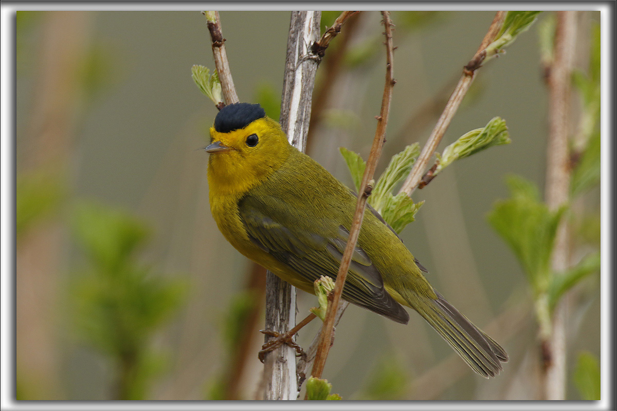 PARULINE  CALOTTE NOIRE, mle   /   WILSONS WARBLER ( Black-capped), male    _HP_4231 