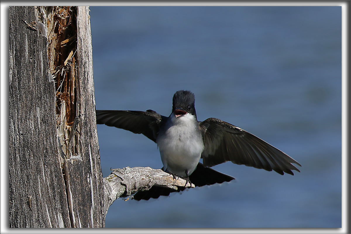 TYRAN TRITRI  /  EASTERN KINGBIRD       _HP_7022