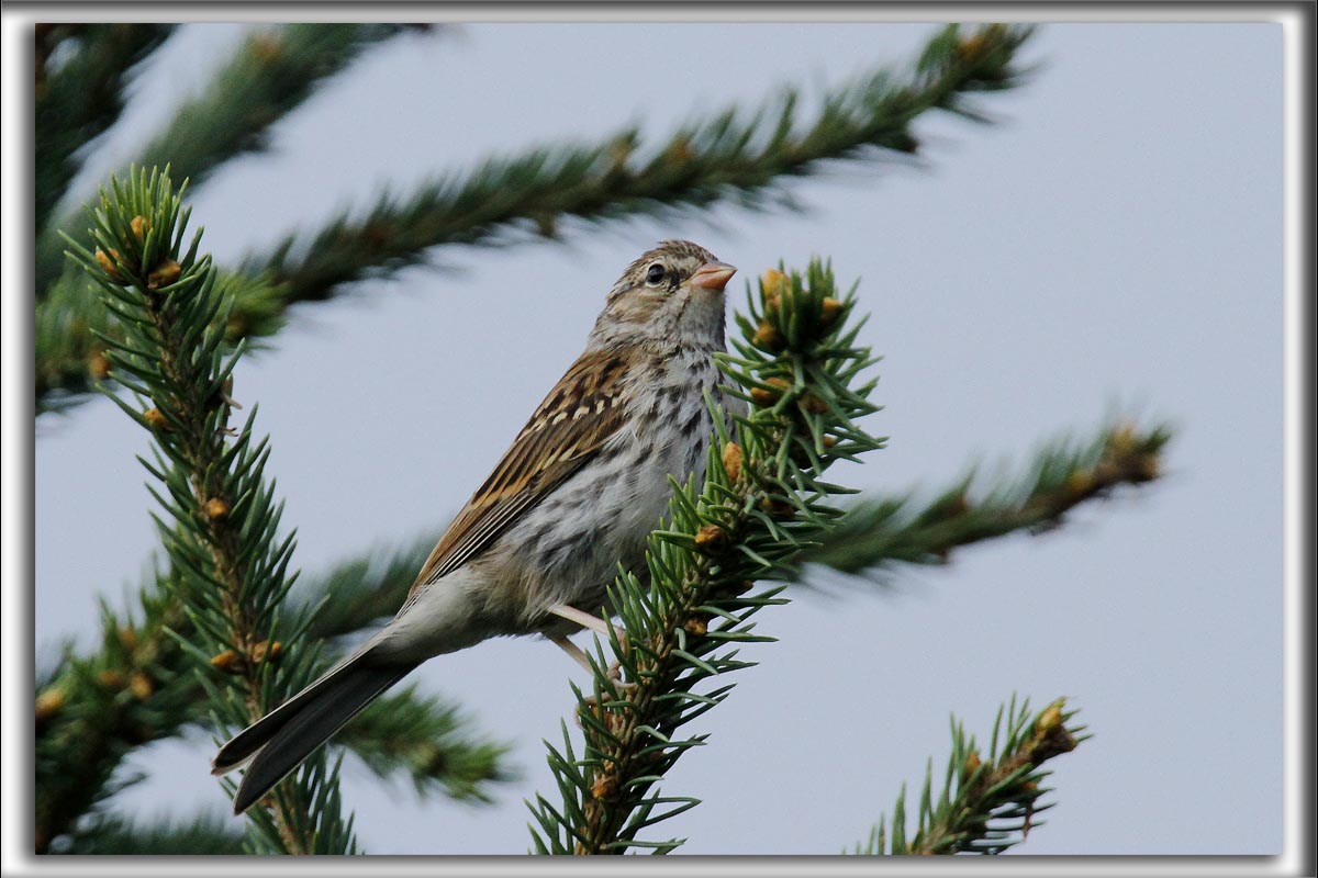 BRUANT VESPRAL  / VESPER SPARROW   _MG_8524