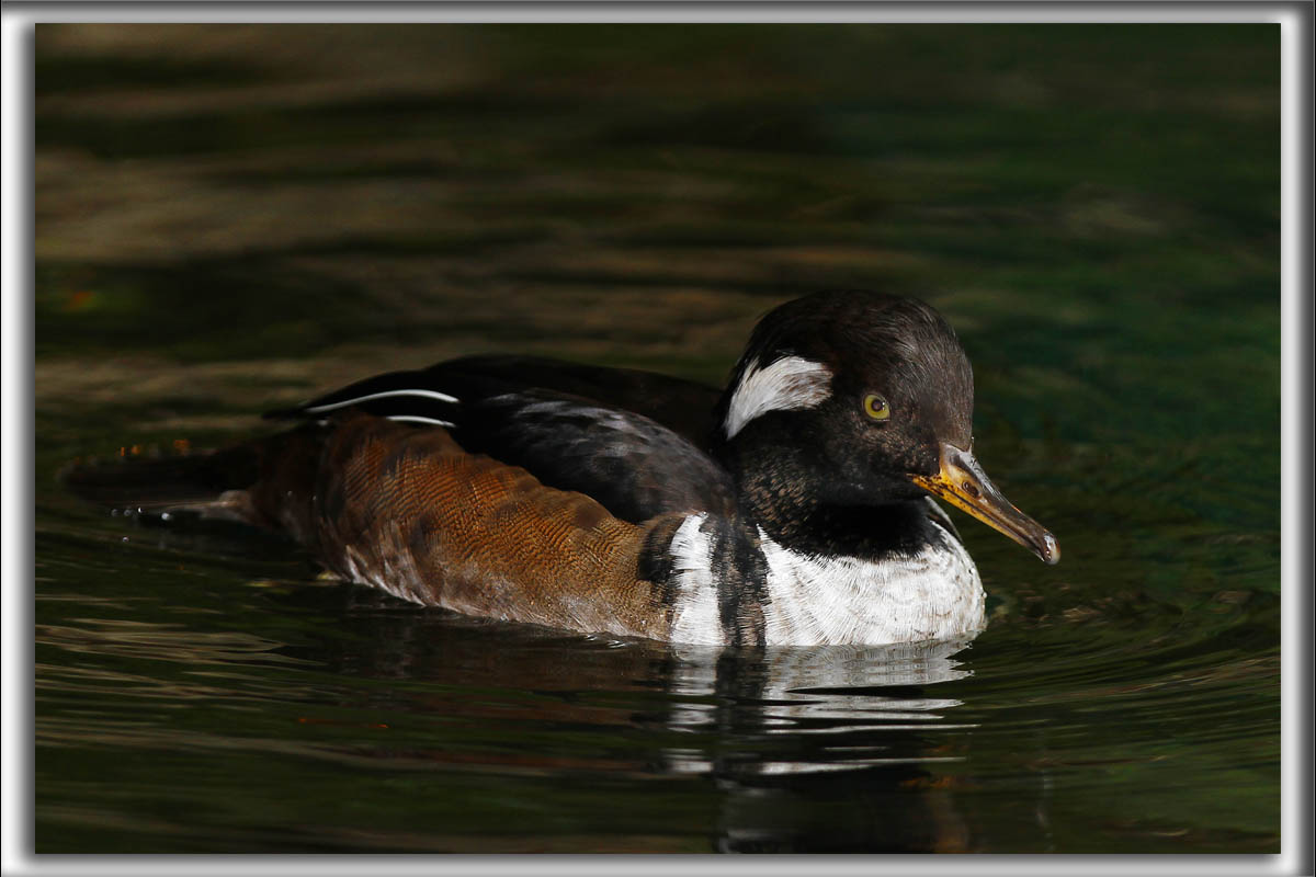 HARLE COURONN, mle  /  HOODED MERGANSER, male   _MG_7021