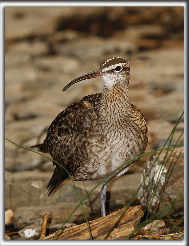 COURLIS CORLIEU    /    WHIMBREL    _MG_7550