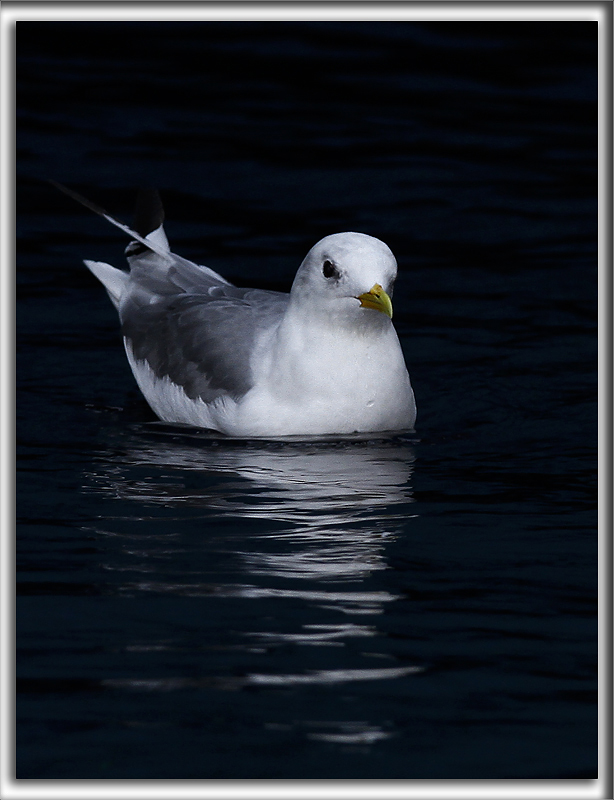 MOUETTE TRIDACTYLE   /   BLACK-LEGGED KITIWAKE   _MG_7290